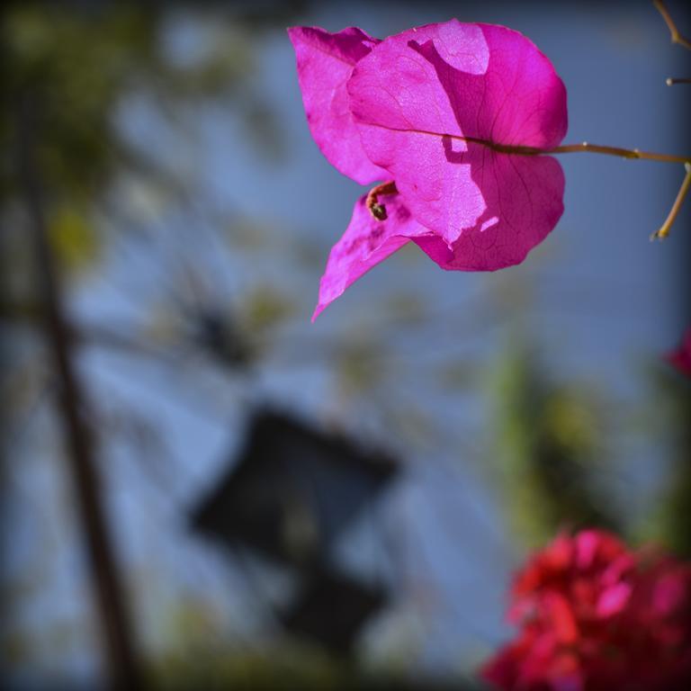 إكسوكيتيبك Suites La Flor Sagrada المظهر الخارجي الصورة